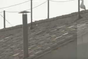 Word on Fire Smoke Watch: LIVE from St. Peter’s Square