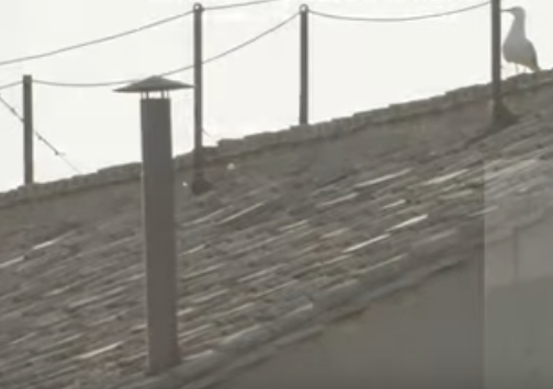 Word on Fire Smoke Watch: LIVE from St. Peter’s Square
